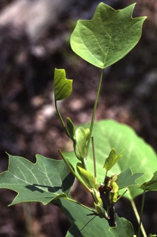 Liriodendron (= yellow poplar); lobed leaves with entire margins.